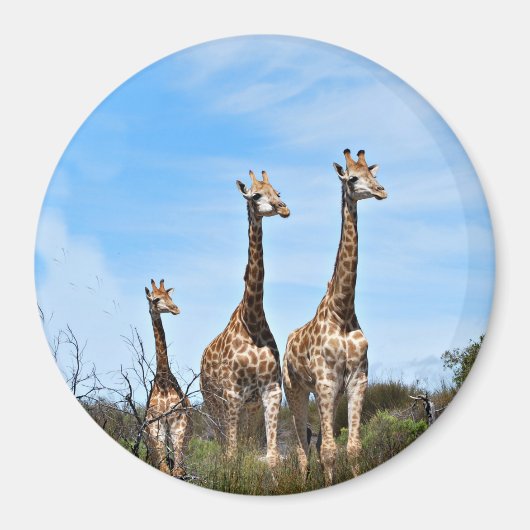 Familie Giraffe auf Grassy Hilltop Magnet (Vorne)