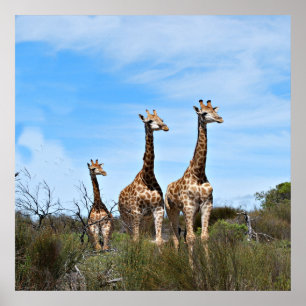 Familie Giraffe auf Grassy Hilltop Poster