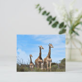 Familie Giraffe Postkarte (Stehend Vorderseite)