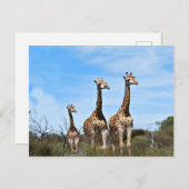 Familie Giraffe Postkarte (Vorne/Hinten)