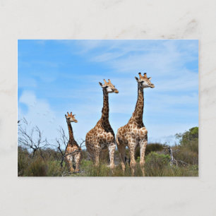 Familie Giraffe Postkarte