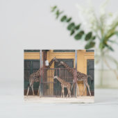 Familie Giraffe Postkarte (Stehend Vorderseite)