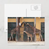 Familie Giraffe Postkarte (Vorne/Hinten)