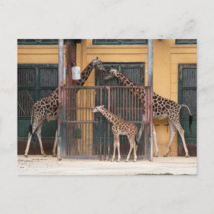Familie Giraffe Postkarte