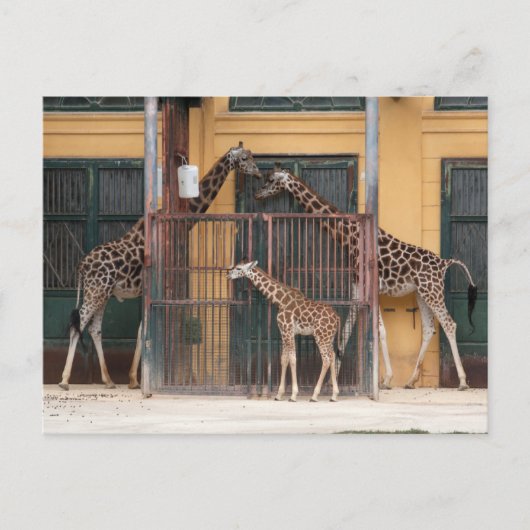 Familie Giraffe Postkarte (Vorderseite)