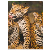 Familie Jaguar Klemmbrett (Rückseite)