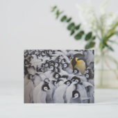 Familie Kaiserpinguine - Postkarte (Stehend Vorderseite)