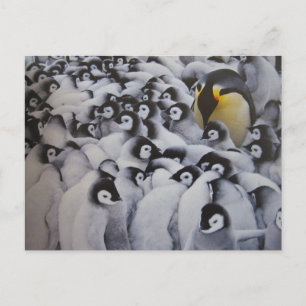 Familie Kaiserpinguine - Postkarte