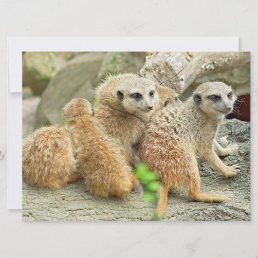 Familie Meerkats - Einladung (Vorderseite)