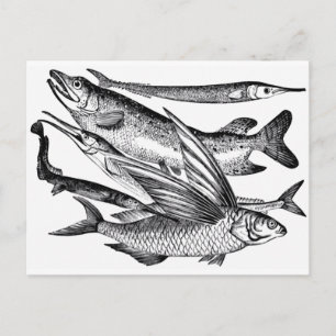 Familie Pike - Fisch Postkarte