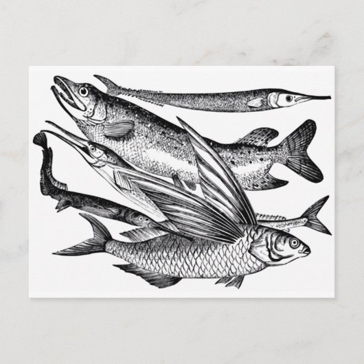 Familie Pike - Fisch Postkarte (Vorderseite)