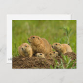 Familie Prairie Dog in Den Postkarte (Vorne/Hinten)