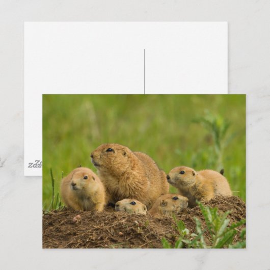 Familie Prairie Dog in Den Postkarte (Vorne/Hinten)