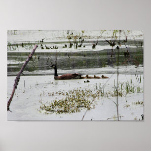 Familie schwimmen in Oxbow 2 Poster