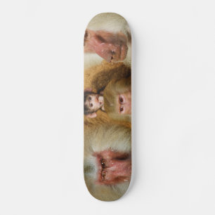 Familie von Baboons Papio Hamadryas Köln Zoo Skateboard
