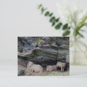 Familienlager Devon Long Wool Sheep Postkarte (Stehend Vorderseite)