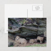 Familienlager Devon Long Wool Sheep Postkarte (Vorne/Hinten)