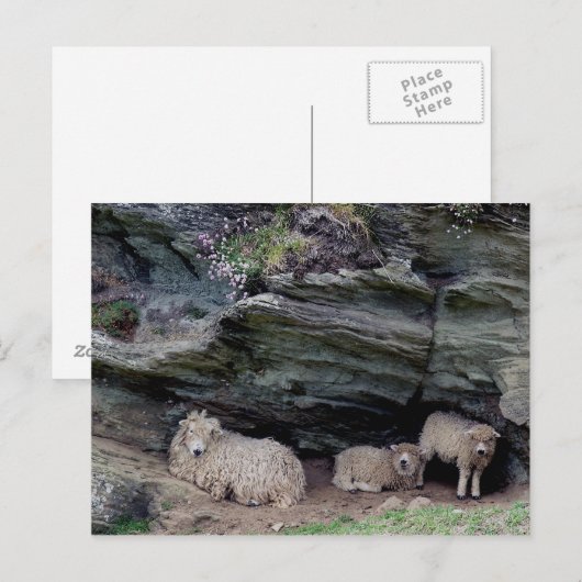 Familienlager Devon Long Wool Sheep Postkarte (Vorne/Hinten)