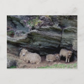 Familienlager Devon Long Wool Sheep Postkarte (Vorderseite)