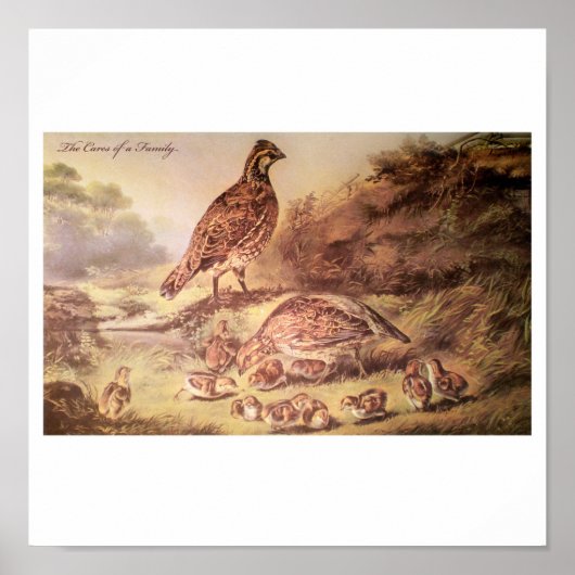 Family of Quail Poster (Vorne)