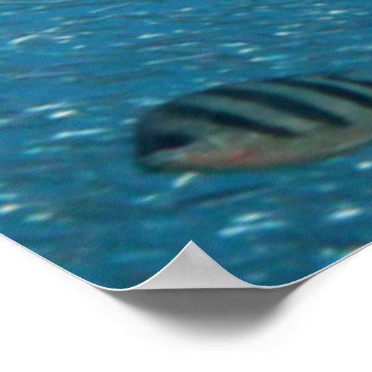 Famous Mermaid Poster (Ecke)