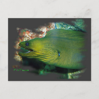 Famouse Green Moray Eel Postkarte