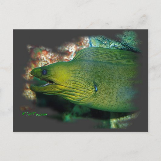 Famouse Green Moray Eel Postkarte (Vorderseite)