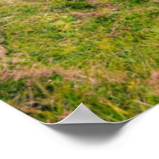 Fanad Head Lighthouse | Donegal, Irland Poster (Ecke)