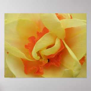 Fancy-Narzissen-Druck Poster