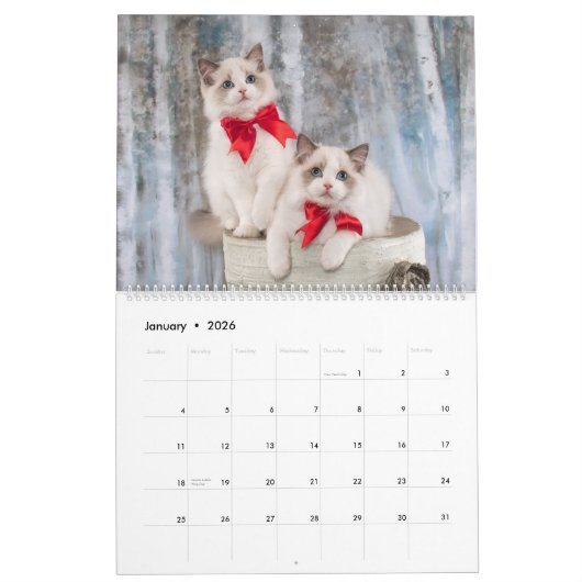 Fancy Rags Ragdoll Cat Calendar Kalender (Jan 2026)