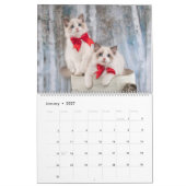 Fancy Rags Ragdoll Katzenkalender Kalender (Jan 2027)