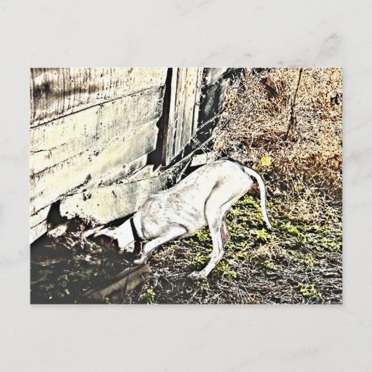 Fand es! postkarte (Vorderseite)