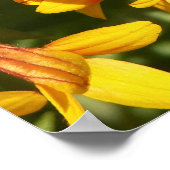 Fanfare Gaillardia - Individuell Poster (Ecke)