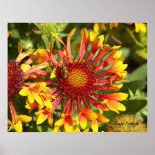Fanfare Gaillardia - Individuell Poster