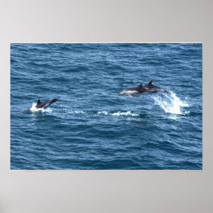 Fang mich, wenn du kannst. Delphin Jagd Poster