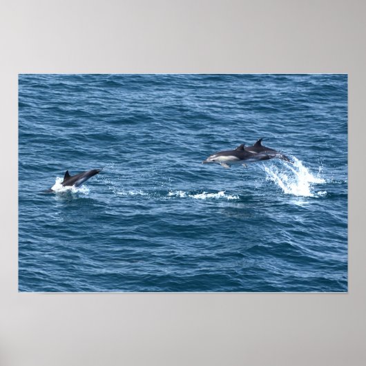 Fang mich, wenn du kannst. Delphin Jagd Poster (Vorne)