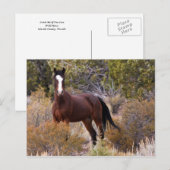 Fang mich, wenn du kannst postkarte (Vorne/Hinten)