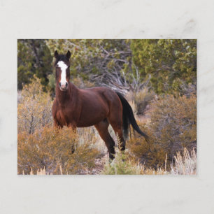 Fang mich, wenn du kannst postkarte