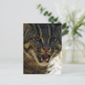 Fangkatze Postkarte (Stehend Vorderseite)