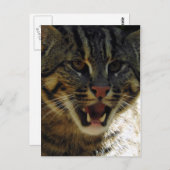 Fangkatze Postkarte (Vorne/Hinten)