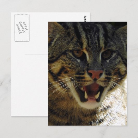 Fangkatze Postkarte (Vorne/Hinten)