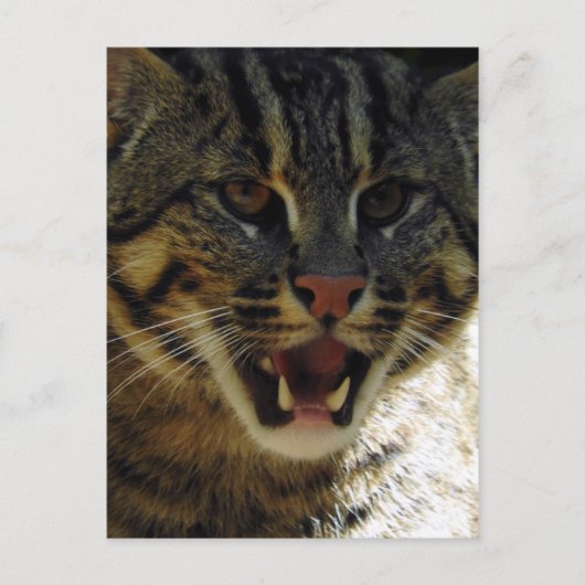 Fangkatze Postkarte (Vorderseite)