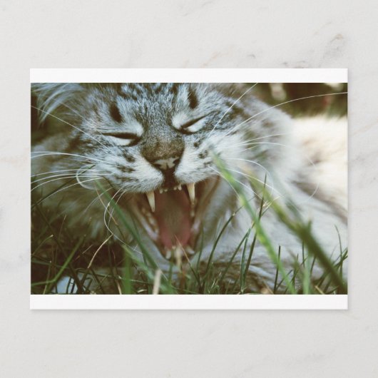 Fangs Postkarte (Vorderseite)