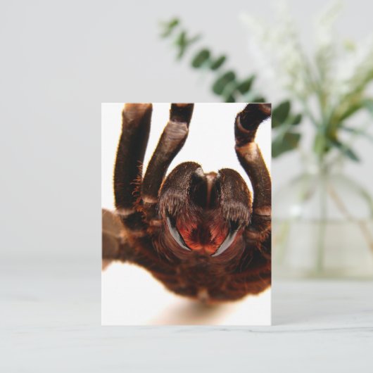 Fangs - Tarantula-Kunstbild 2 Postkarte (Stehend Vorderseite)