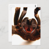 Fangs - Tarantula-Kunstbild 2 Postkarte (Vorne/Hinten)