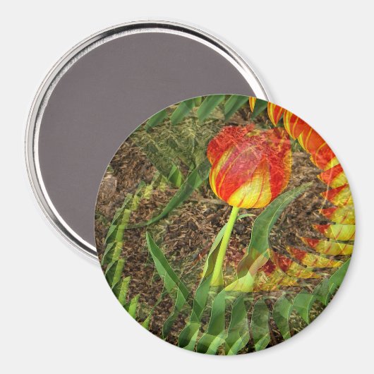 Fanned Tulip....... Magnet (Vorderseite/Rückseite)