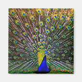 Fanning Peacock Magnet (Vorne)