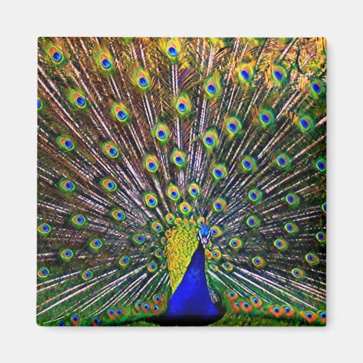 Fanning Peacock Magnet (Vorne)