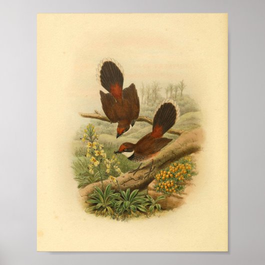 Fantail Flycatcher Bird Vintag Print Poster (Vorne)