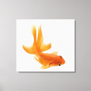 Fantail-Goldfisch (Carassius auratus) 2 Leinwanddruck